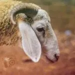 Etat d'ihram Mouton